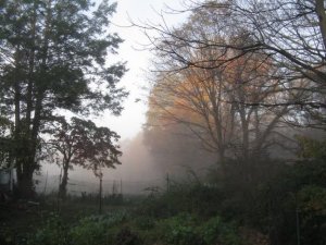 Brush of Autumn Color in Fog, photo by Sr. Catherine Grace